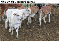 NAB 07-011 embryo calves