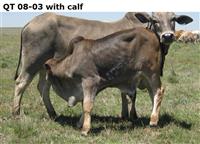 QT 08-03 with QT 08-001 calf